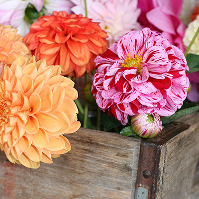 Dahlias are well worth the investment
